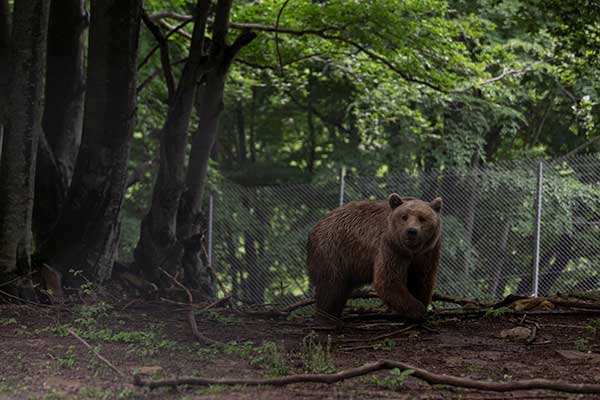 Αρκτούρος: Αυτό είναι το ωράριο των επισκέψιμων χώρων για τον Αύγουστο