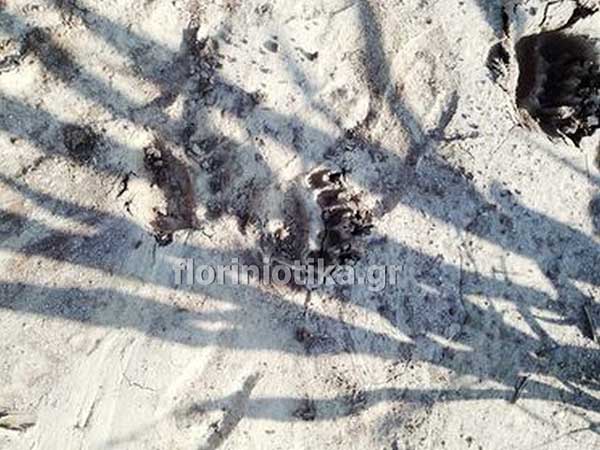 Αρκούδα-ες δημιουργεί σοβαρά προβλήματα στις αγροτικές καλλιέργειες λίγο έξω από το χωριό Παπαγιάννη Φλώρινας (φώτο- βίντεο)