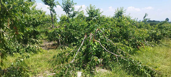 Γρεβενά: Οικογένειες αρκούδων αποδεκατίζουν εκατοντάδες κερασιές – Τεράστιες καταστροφές
