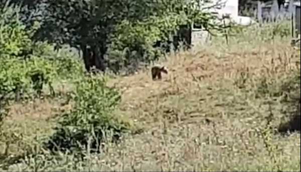 Γρεβενά: Αρκούδα στο Μεσολούρι