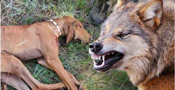 Λύκοι έπνιξαν λαγόσκυλο σε περιοχή της Κοζάνης (video)