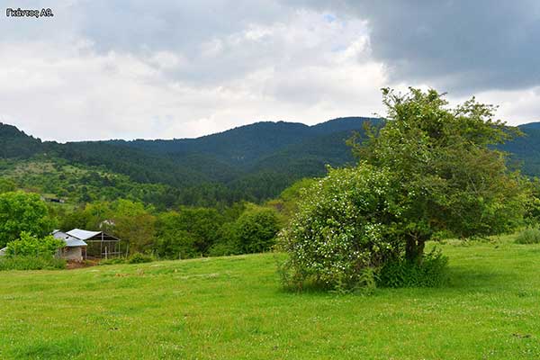 Στα Παρχάρια του Αγίου Δημητρίου (φωτογραφίες)