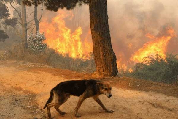 Η Καστοριά δέχεται ζωάκια από τις φωτιές