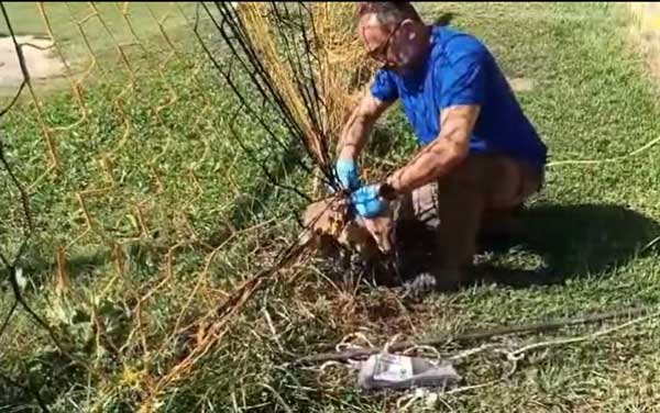 Καστοριά: Αλεπουδάκι εγκλωβίστηκε στα δίχτυα από την εστία του τέρματος