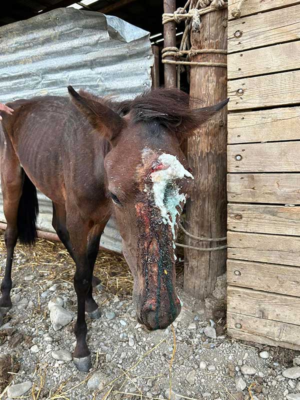 Κτηνίατρος από το Άργος Ορεστικό: Τραύμα σε άλογο από χρήση αιχμηρού αντικειμένου