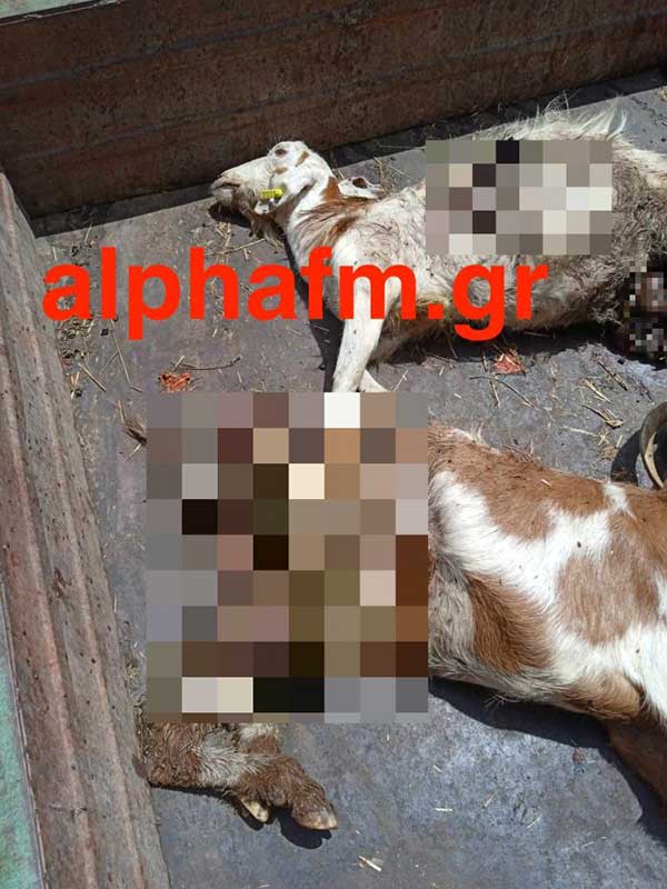Επίθεση αρκούδας σε κτηνοτροφική μονάδα στο Κεφαλάρι Καστοριάς