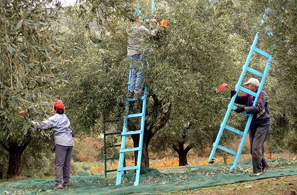 Μετακίνηση  500 ανέργων-εργατών γης στην ελιά από την Δυτική Μακεδονίας στην Κρήτη