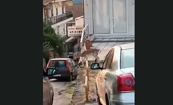 Zαρκάδι στο κέντρο της Καστοριάς