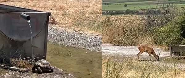 Ένα ζαρκάδι και μια χελώνα ξεδιψούν από ποτίστρα στην Ασβεστόπετρα