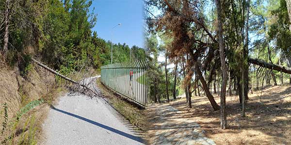 Πεσμένοι κορμοί γύρω από το στρατιωτικό γήπεδο
