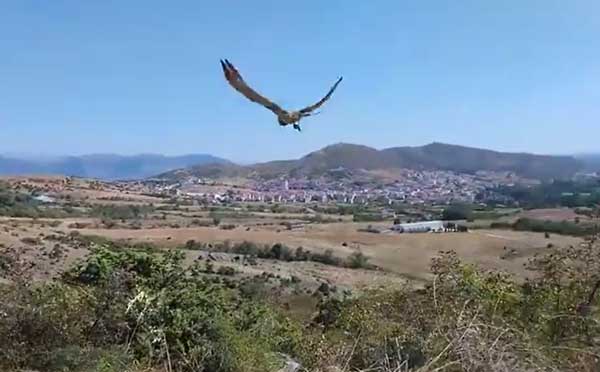 Απελευθέρωση φιδαετού στην Καστοριά