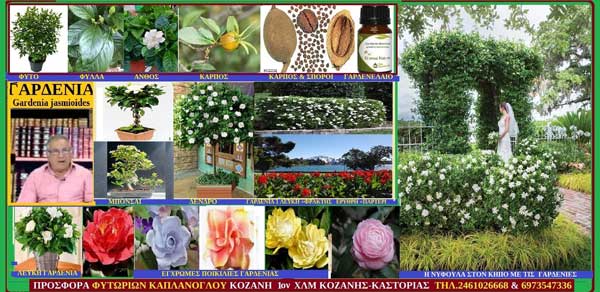 Γαρδένια – Gardenia-Gardenia jasminoides-Του Σταύρου Π. Καπλάνογλου