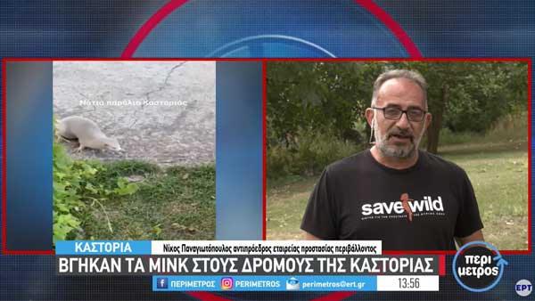 Βγήκαν τα μινκ στους δρόμους της Καστοριάς (video)