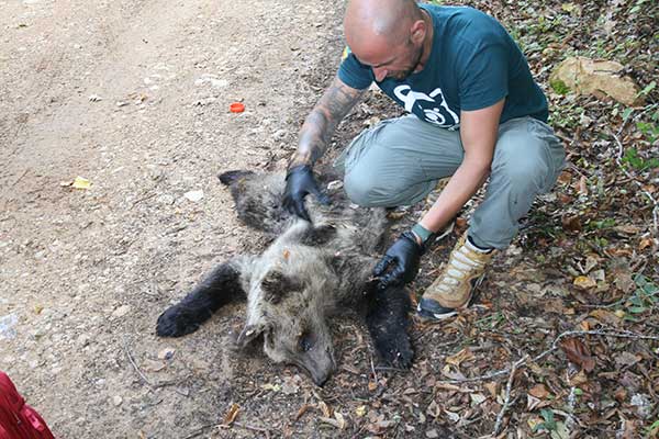 Λαθροκυνηγός σκότωσε αρκουδάκι κοντά στο Ξινό Νερό Φλώρινας