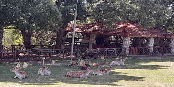 Το πάρκο ελαφιών στον Άγιο Παντελεήμονα (Φωτογραφίες)