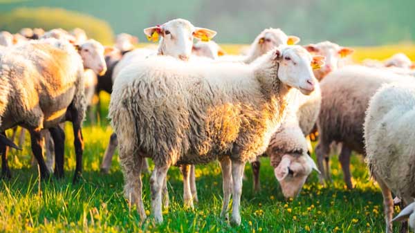Μαγνησία: Πρόβατα έφαγαν… 100 κιλά χασίς και «έκαναν κεφάλι»