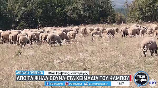 Ανθρακιά Γρεβενών: Απ’τα βουνά στα χειμαδιά
