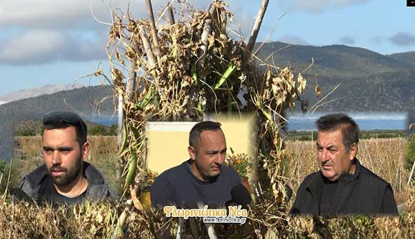 Κραυγή αγωνίας από τους φασολοπαραγωγούς των Πρεσπών – Κινδυνεύει να χαθεί όλη η παραγωγή λόγω των καιρικών φαινομένων