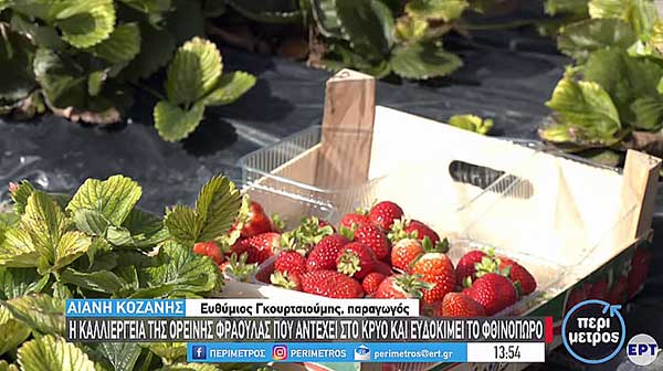 Καλλιέργεια ορεινής φράουλας που αντέχει στο κρύο στην Αιανή Κοζάνης