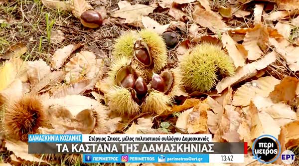 Τα καστανά της Δαμασκηνιάς Κοζάνης