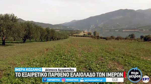 Κοζάνη: Το εξαιρετικά παρθένο ελαιόλαδο των Ιμέρων