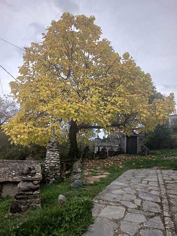 Ροδοχώρι Βοΐου: Παντού χρώματα, αρώματα και γεύσεις