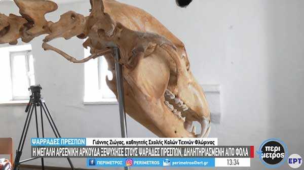 Επιστήμονες ανασυνέθεσαν τον σκελετό αρκούδας εντοπίζοντας περίπου 200 οστά της
