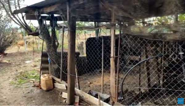 Επίθεση μινκ σε αγρόκτημα στην Πτολεμαΐδα – Νεκρές όλες οι κότες