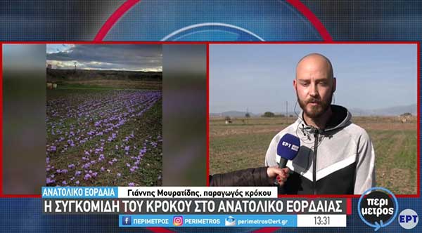 Η συγκομιδή του κρόκου στο Ανατολικό Εορδαίας