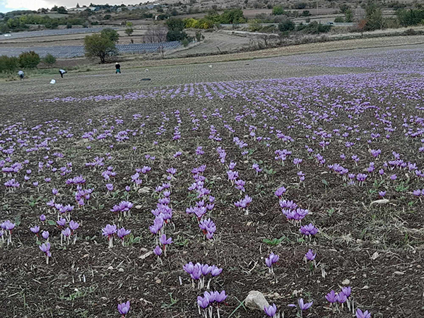Χάνεται η καλλιέργεια του κρόκου Κοζάνης-Χαμηλές οι αποδόσεις ανά στρέμμα 