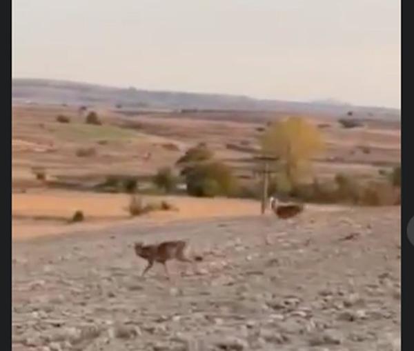 Αγέλη λύκων στο χωριό Φιλώτας στην Φλώρινα (Βίντεο)