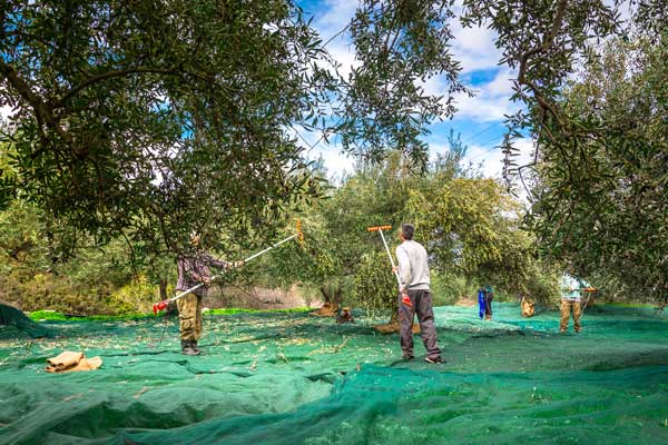 Από τη Φλώρινα στο Ηράκλειο για το μάζεμα της ελιάς