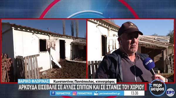 Βαρικό Φλώρινας: Αρκούδα εισέβαλε σε αυλές σπιτιών και σε στάνες του χωριού