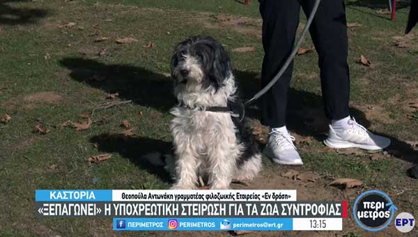«Ξεπαγώνει» η υποχρεωτική στείρωση για τα ζώα συντροφιάς