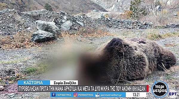 Φρίκη – σκότωσαν αρκούδα με τα μικρά της στην εθνική οδό