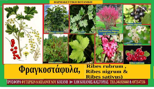 Φραγκοστάφυλα, (Ribes rubrum , Ribes nigrum & Ribes sativus)-Του Σταύρου Π. Καπλάνογλου