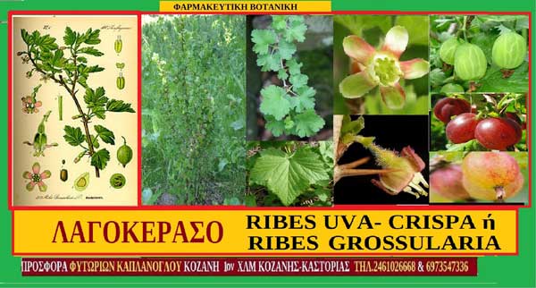 Λαγοκέρασο-Ribes Uva-Crispa ή Ribes Grossularia- Του Σταύρου Π. Καπλάνογλου