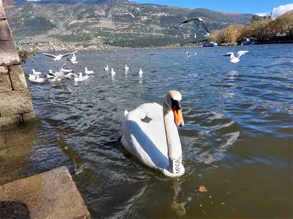 Τι απέγινε ο μελαγχολικός κύκνος της Καστοριάς;