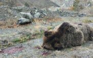 Ο “Αρκτούρος” για το φόνο μίας θηλυκής αρκούδας και των δύο μικρών της!