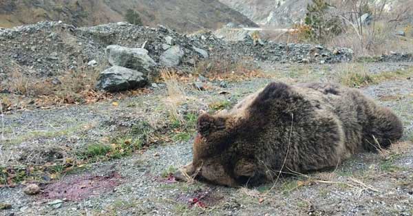 Ο “Αρκτούρος” για το φόνο μίας θηλυκής αρκούδας και των δύο μικρών της!