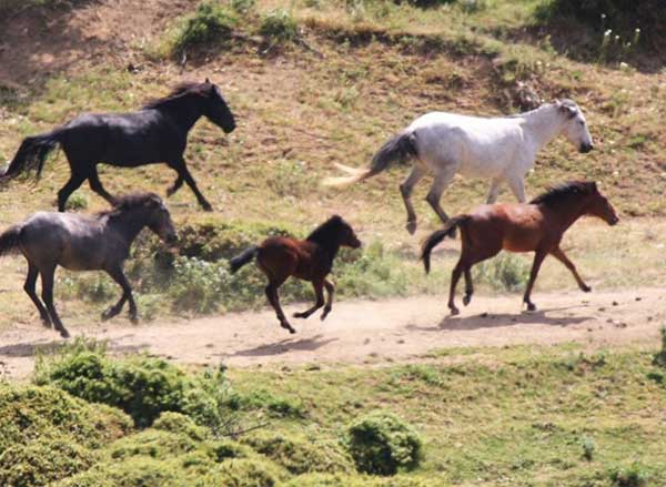 Άγνωστοι πυροβόλησαν και τραυμάτισαν σοβαρά δύο άλογα στο 10 χιλ. Δοτσικού-Επταχωρίου