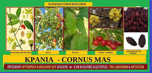 Kράνα & Κρανιά – Cornus mas Ιστορία- Ανάγκες –  Ιατροφαρμακευτικές ιδιότητες – Προφυλάξεις – Χρήσεις – Σταύρου Π. Καπλάνογλου Γεωπόνου Επιστημονικού συνεργάτη των Φυτώρια Καπλάνογλου στην Κοζάνη