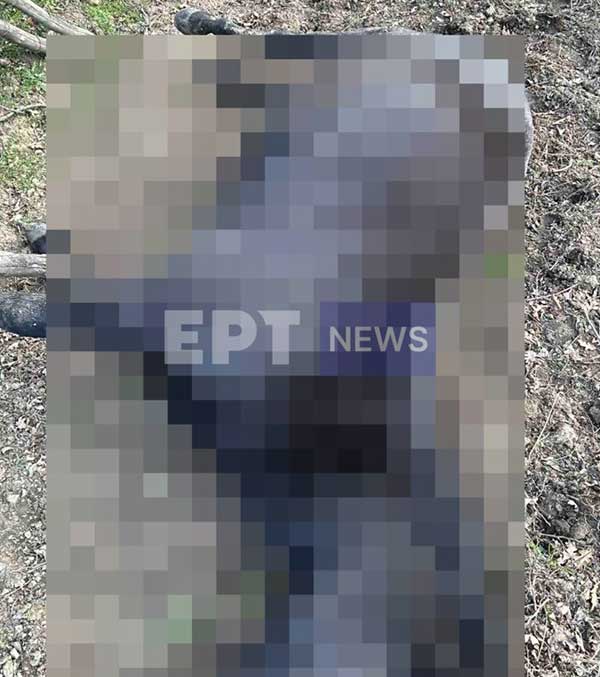 Γρεβενά: Πήραν το κρέας των αλόγων 500 κιλών για να τα πουλήσουν