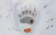 Φωτογραφία της ημέρας: Πατούσα αρκούδας στον Όρλιακα Γρεβενών