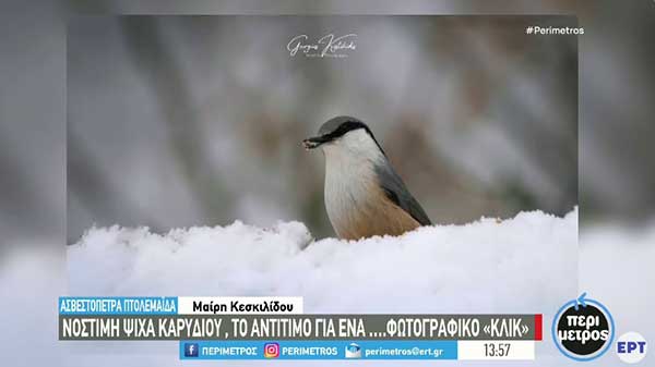 Εορδαία: Ο φωτογράφος Γ. Κωστικίδης φροντίζει και πάλι την άγρια ζωή