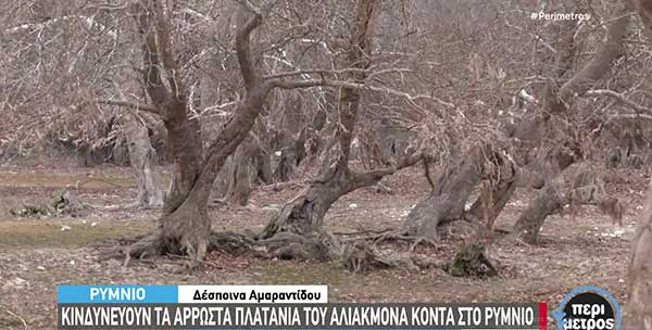 Κινδυνεύουν τα άρρωστα πλατάνια του Αλιάκμονα κοντά στο Ρύμνιο
