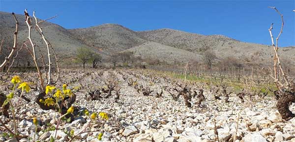 Magoutes Winery: Πάνω στα χνάρια της σιατιστινής αμπελο-οινικής παράδοσης