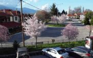 Φλώρινα: Άνθισαν οι ιαπωνικές κερασιές στις Κ. Κλεινές