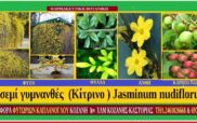 Γιασεμί γυμνανθές — Jasminum nudiflorum (Σταύρος Π. Καπλάνογλου & Μάρθα Στ. Καπλάνογλου)
