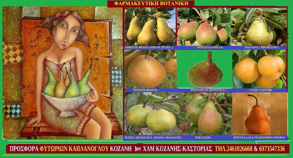 Τα αχλάδια και η υγεία-Γράφει η Μάρθα Στ. Καπλάνογλου